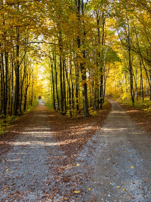 Photo by <a href="https://unsplash.com/@donio3d?utm_source=unsplash&utm_medium=referral&utm_content=creditCopyText">Damian Siodłak</a> on <a href="https://unsplash.com/photos/gray-concrete-road-in-between-green-trees-during-daytime-KyCzR06ypjI?utm_source=unsplash&utm_medium=referral&utm_content=creditCopyText">Unsplash</a>